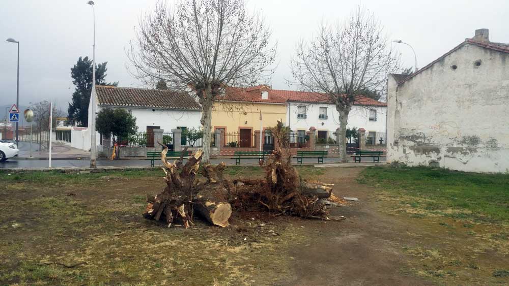 Critican el arrancamiento de varios rboles