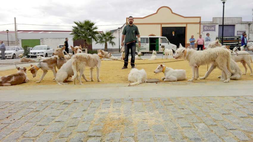 Concentracin de rehalas de Hinojosa