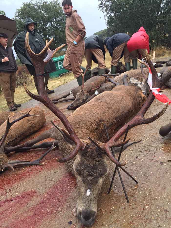 Montera de Alta Reina 