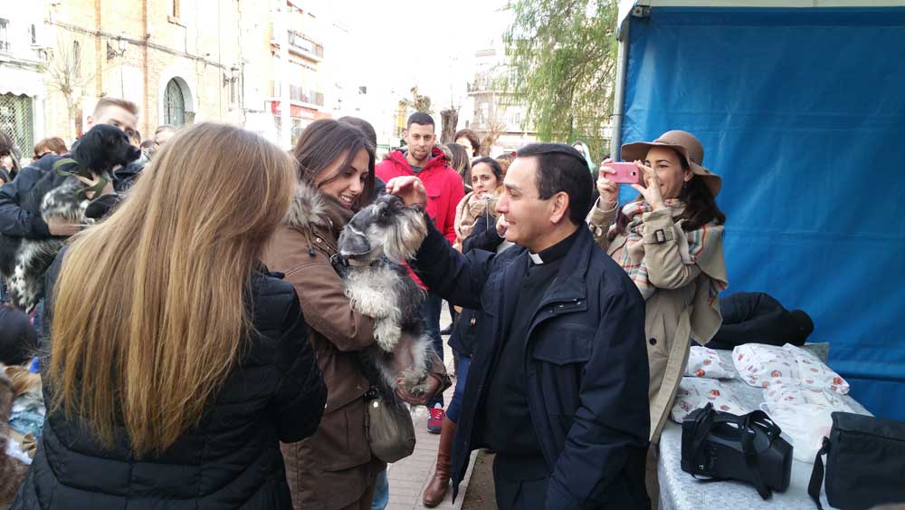Bendicin de animales por San Antn