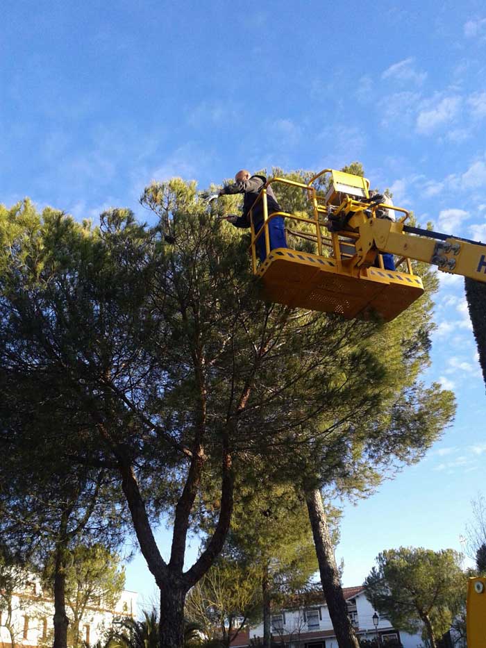 El Ayuntamiento acta contra la plaga de la procesionaria
