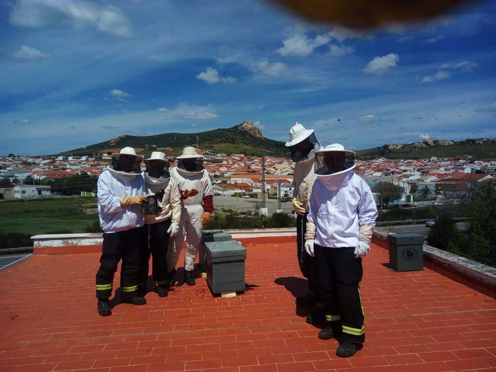 Protocolo de actuacin a seguir ante colmenas y enjambres