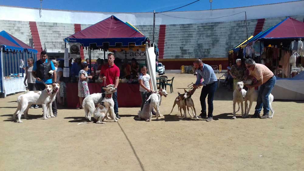 La feria cineg�tica recibe  cerca de 4.000 visitas en su segunda edici�n 