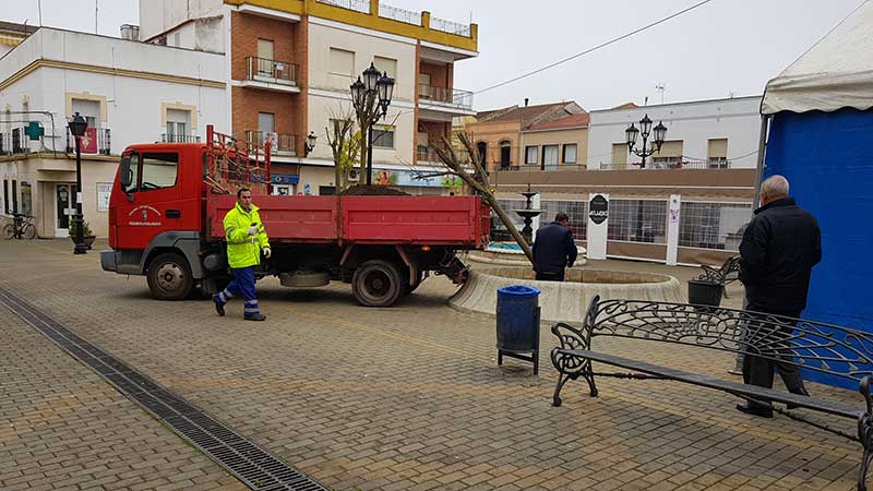 Colocan los nuevos rboles de la Plaza Eulogio Paz