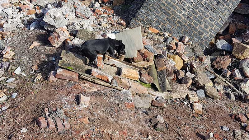 Unidades caninas de los bomberos de Crdoba y Cdiz