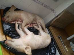 dos garrafas de 25 litros de gasoil y dos lechones ib�ricos