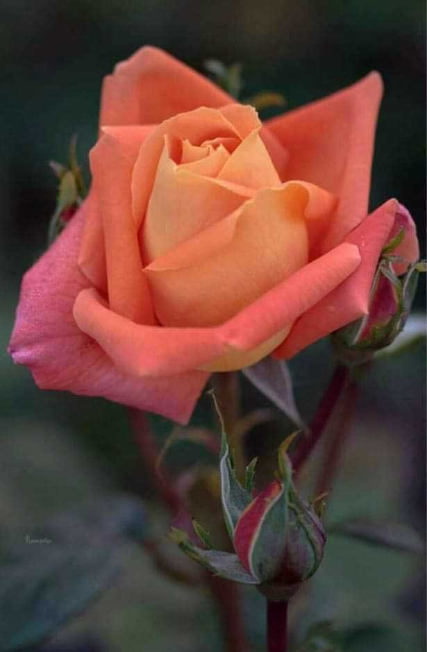 Belmez siempre la recordar