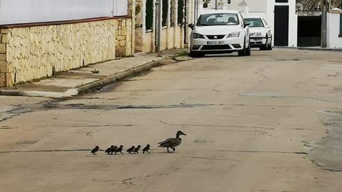 Los patos piden paso en Pearroya-Pueblonuevo