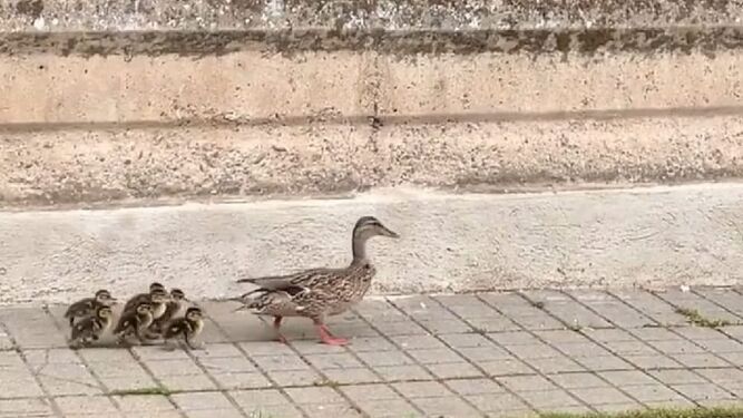 Los patos piden paso en Peñarroya-Pueblonuevo
