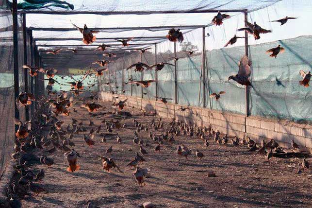 Captura de pantalla de un vdeo publicado en YouTube de una granja que cra perdices destinadas a la caza