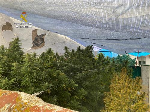 Plantacin de marihuana en Pearroya-Pueblonuevo