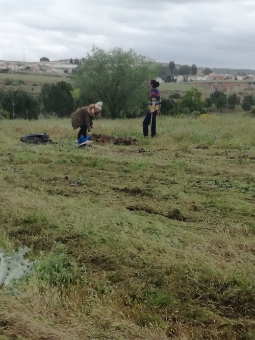 Repoblacin de rboles la Va Verde de la Maquilla
