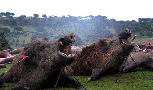 Espectacular montera 