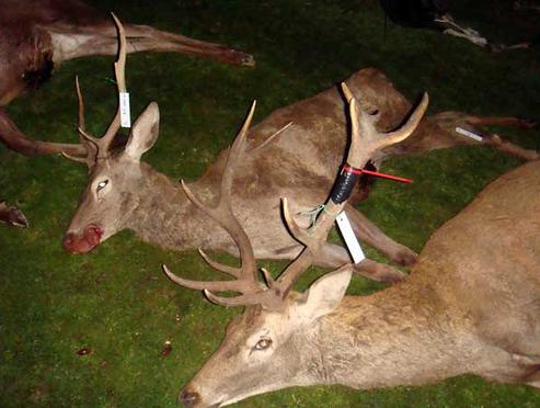 Espectacular montera 