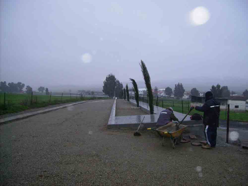 Plantaci�n de cipreses