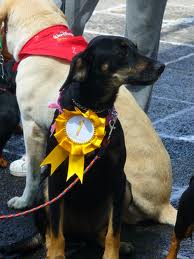 Bendici�n de animales por San Ant�n