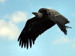 Buitre negro, ave del a�o 2.010