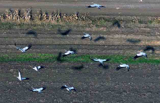 Zonas de especial proteccin para las aves esteparias