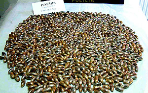 La Guardia Civil interviene m�s de 150 dosis de Hach�s