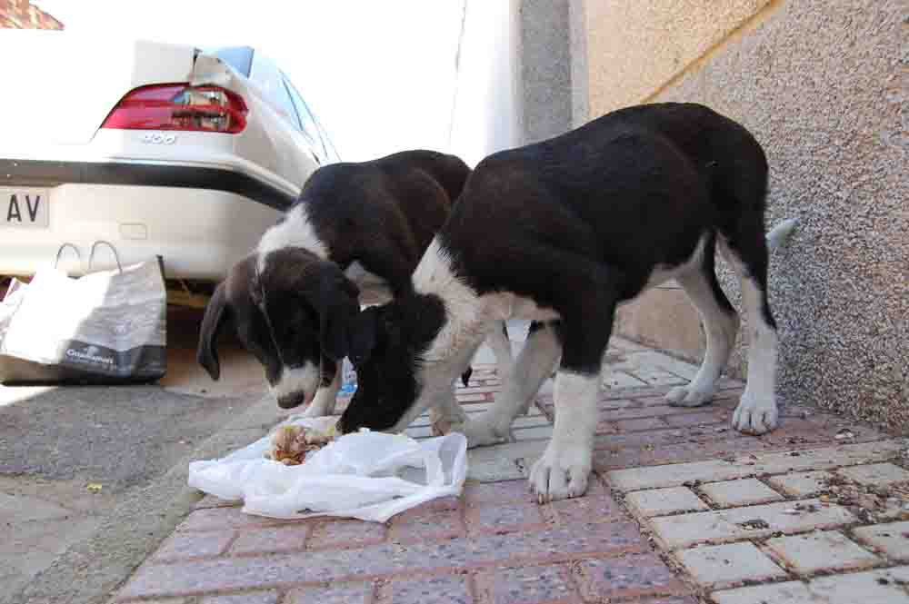 Tres cachorros abandonados 