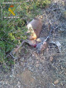 Esp�cimen cervuno abatido