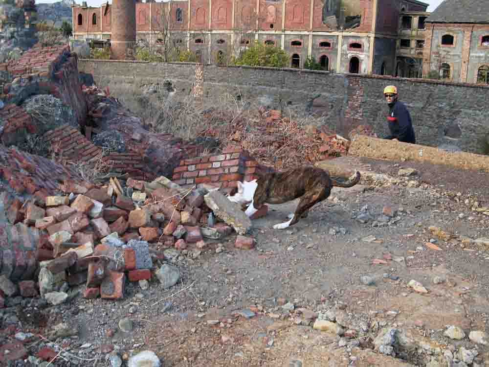 Ejercicios caninos en el Cerco