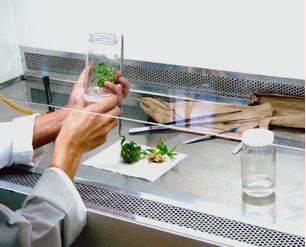 Laboratorios-Invernaderos