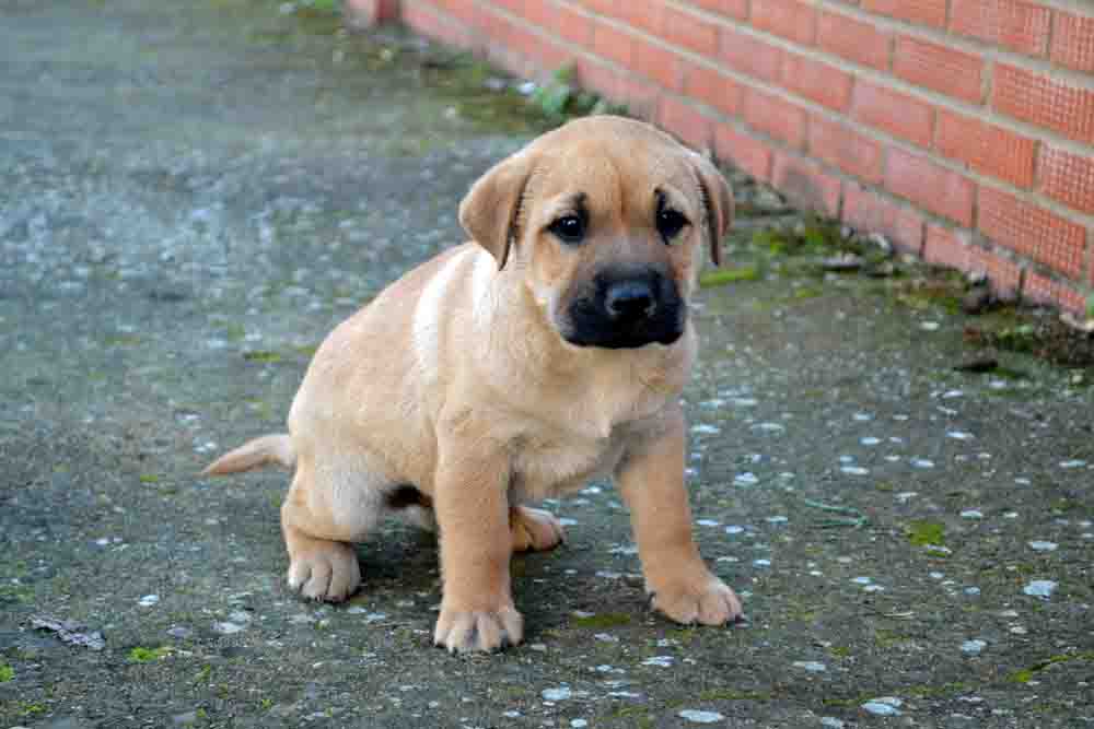 Refugio Huellas Felices