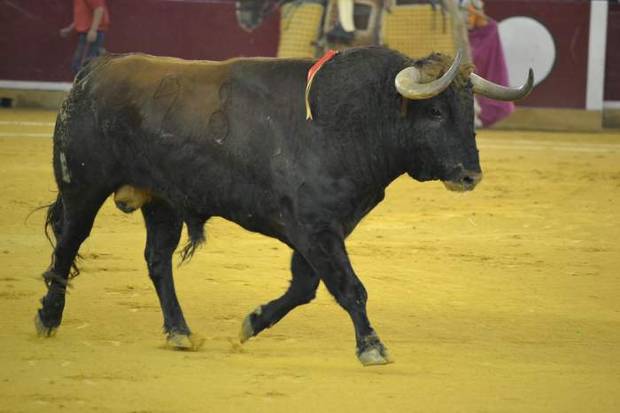 Toros el a�o del centenario