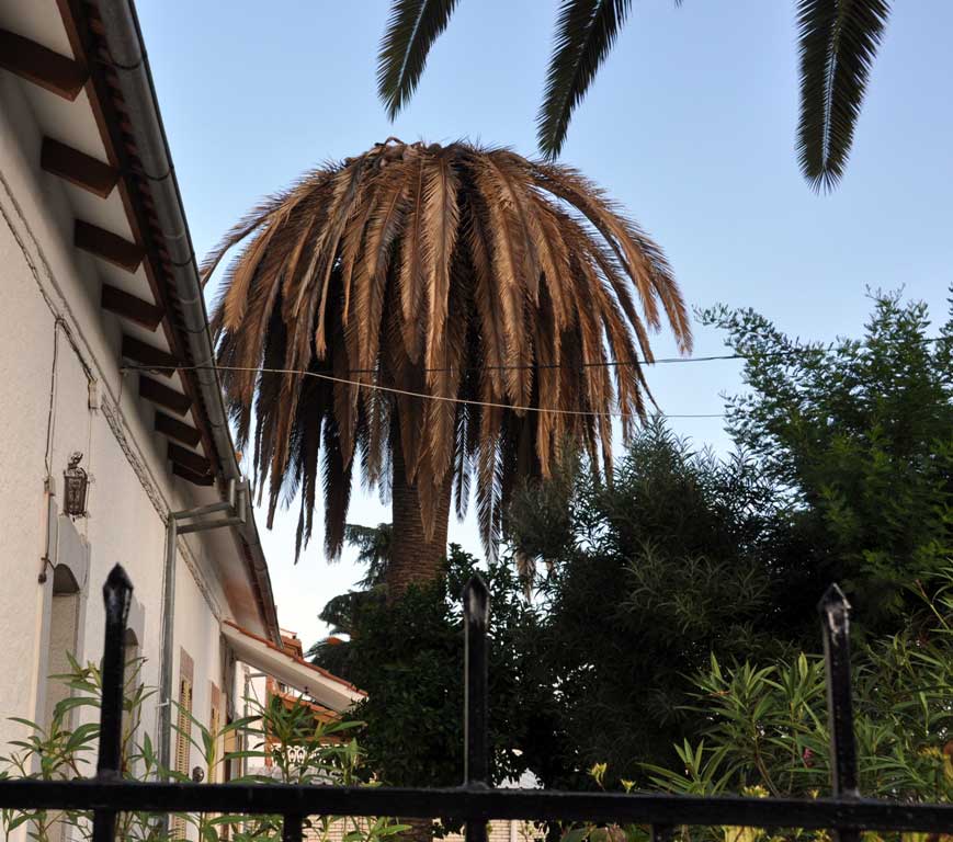 Primera palmera infestada en Pearroya-Pueblonuevo