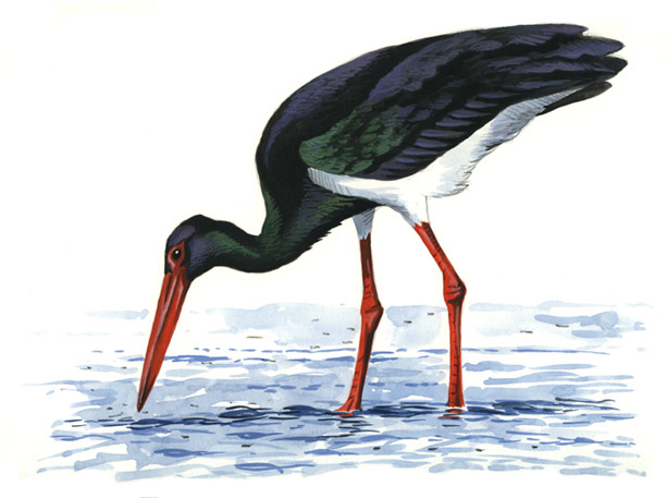 Cig�e�a negra de Sierra Morena